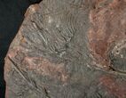 Large x Scyphocrinites Crinoid Plate - Morocco #10466-1